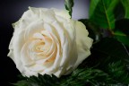 Rosa bianca Rosa bianca