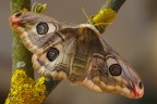 Saturnia pavonia (Linnaeus, 1758) Saturnia pavonia (Linnaeus, 1758)
