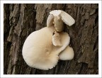 Curiosità della natura...fungo pecora? Curiosità della natura...fungo pecora?