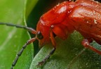 Cantharis livida. Falsa Lucciola