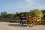Carretto Siciliano Carretto Siciliano