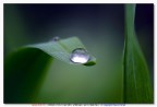 Rain Drop Rain Drop
