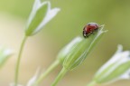 Coccinella septempunctata (Linnaeus, 1758) Coccinella septempunctata (Linnaeus, 1758)