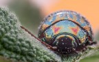 Oreina Cerealis Oreina Cerealis