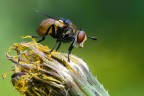 In mancanza di meglio: Phaonia subventa In mancanza di meglio: Phaonia subventa