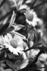 bw bw