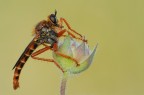 robber fly