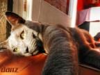 Gatto Gatto
