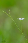 la delicatezza in un fiore la delicatezza in un fiore