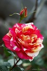 Rosa Rosa