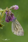 Pieris napi