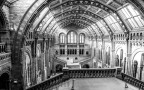 National History Museum, London. National History Museum, London.