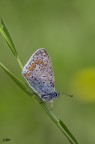 licenide sp. licenide sp.