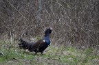 il canto del gallo....cedrone il canto del gallo....cedrone