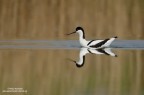 Avocetta Avocetta