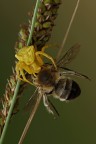 Thomisidae: rapidità e forza Thomisidae: rapidità e forza