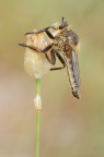 Asilidae Asilidae