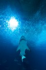 Jaws Jaws