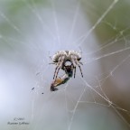 Il predatore e la sua preda Il predatore e la sua preda
