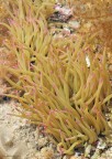 anemone anemone