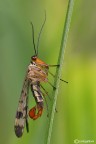 Mosca scorpione Mosca scorpione