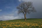 Un albero non ancora fiorito. Un albero non ancora fiorito.