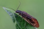 che bestiaccia è? assomiglia a un tricottero che bestiaccia è? assomiglia a un tricottero