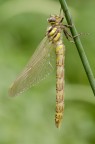 Aeschna cyanea ... appena nata! Aeschna cyanea ... appena nata!
