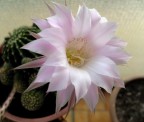 Fiore di Cactus Fiore di Cactus