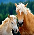 Ritratto di famiglia