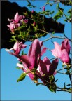 Magnolia Magnolia