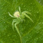Heriaeus