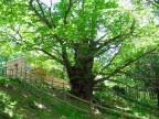 Il vecchio gigante Il vecchio gigante