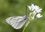bianco su bianco - Aporia bianco su bianco - Aporia