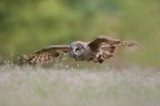 in volo in volo