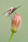Il Fiorettista Il Fiorettista