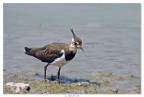 Vanellus Vanellus Vanellus Vanellus