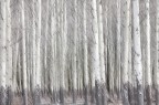 The soul of the birch wood The soul of the birch wood