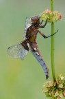 Libellula depressa- maschio