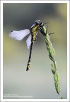 Libellula Libellula
