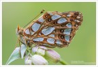 Issoria (Issoria) lathonia (Linnaeus 1758) Issoria (Issoria) lathonia (Linnaeus 1758)