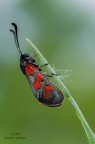 Zygaena filipendulae Zygaena filipendulae