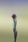 Totem Totem