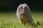 Little owl Little owl