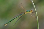 lestes lestes