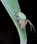 Diaea dorsata