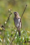 TORCICOLLO(Jynx torquilla)