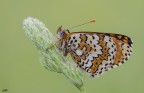 melitaea phoebe..