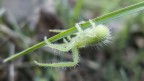 ragnetto - crop ragnetto - crop