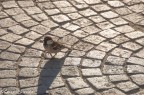 Passero e Sanpietrini Passero e Sanpietrini